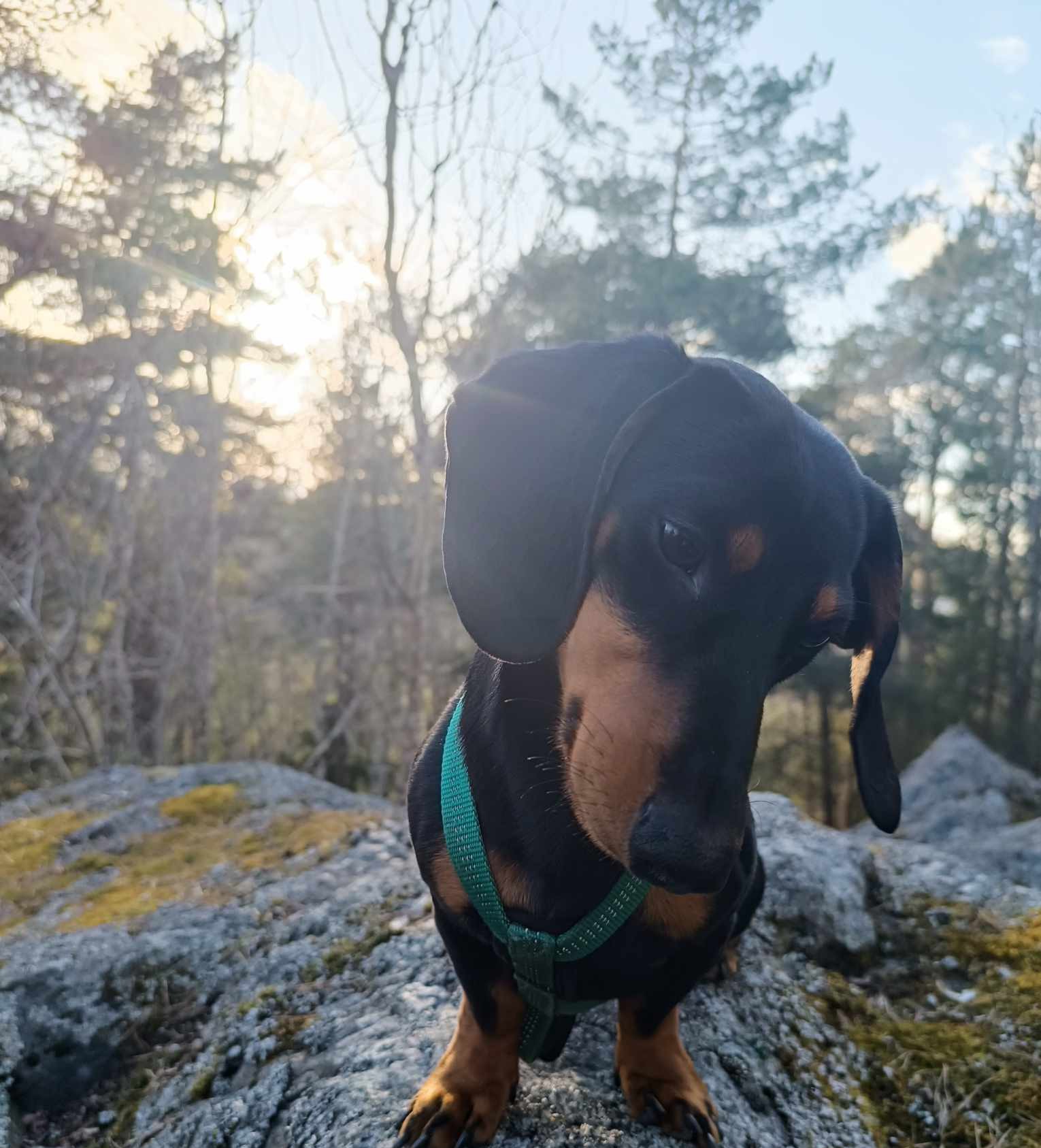 Frankie